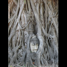 Der in einer Banyan-Feige eingewachsene Kopf einer Buddhafigur ist so etwas wie das inoffizielle Wahrzeichen Ayutthayas